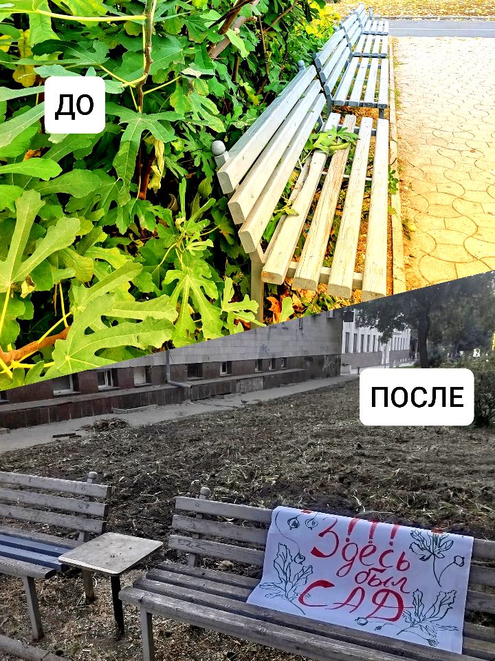 2-6 Открыто дело по вырубке инжирного сада в центре Кишинёва