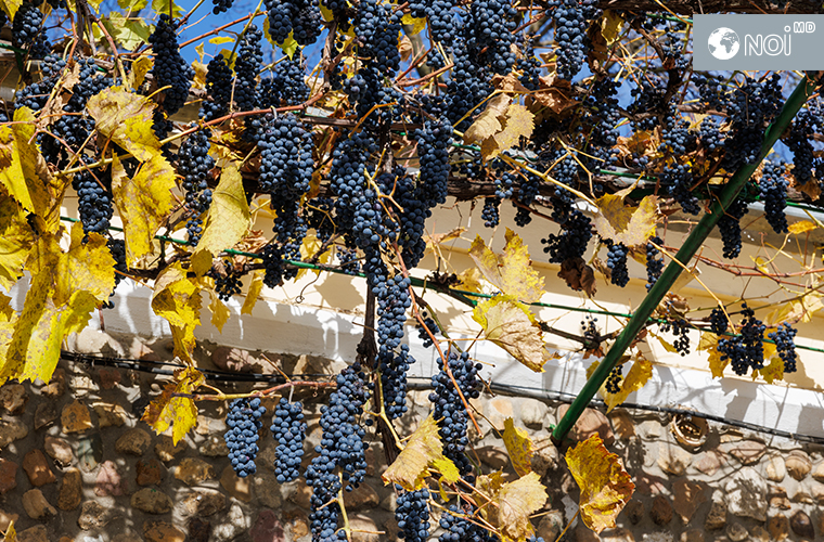 3-1 В каком состоянии находится исторический виноградник у ж/д станции Бульбоака