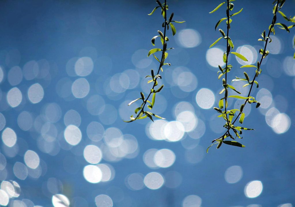 viber_image_2026-03-04_10-47-48-487-1-1024x720 Молдавская весна в объективе фотографа