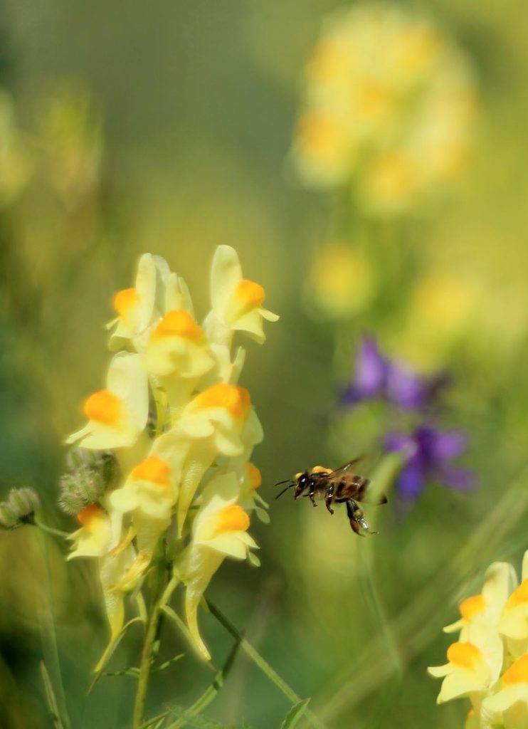 viber_image_2026-03-04_10-47-48-854-742x1024 Молдавская весна в объективе фотографа