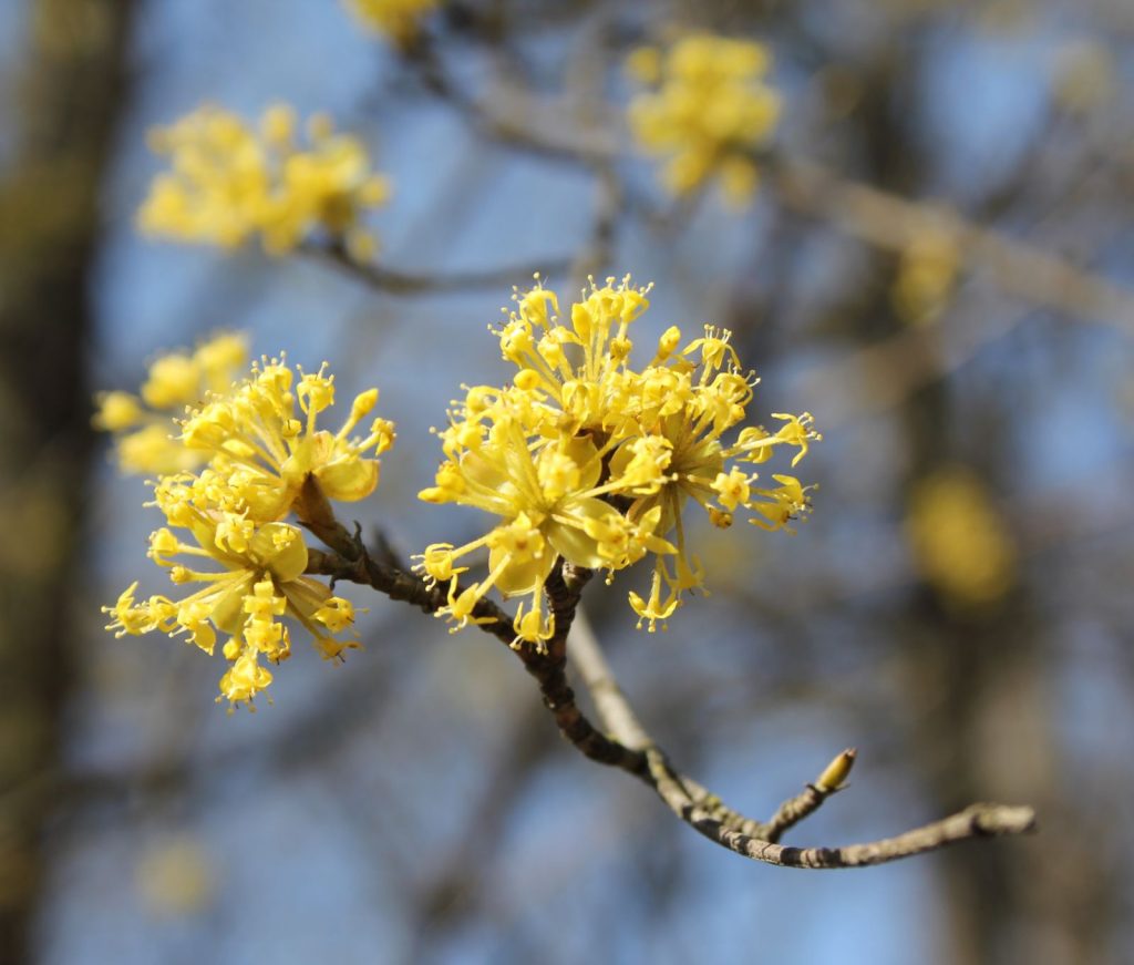 viber_image_2026-03-04_10-47-49-287-1024x871 Молдавская весна в объективе фотографа