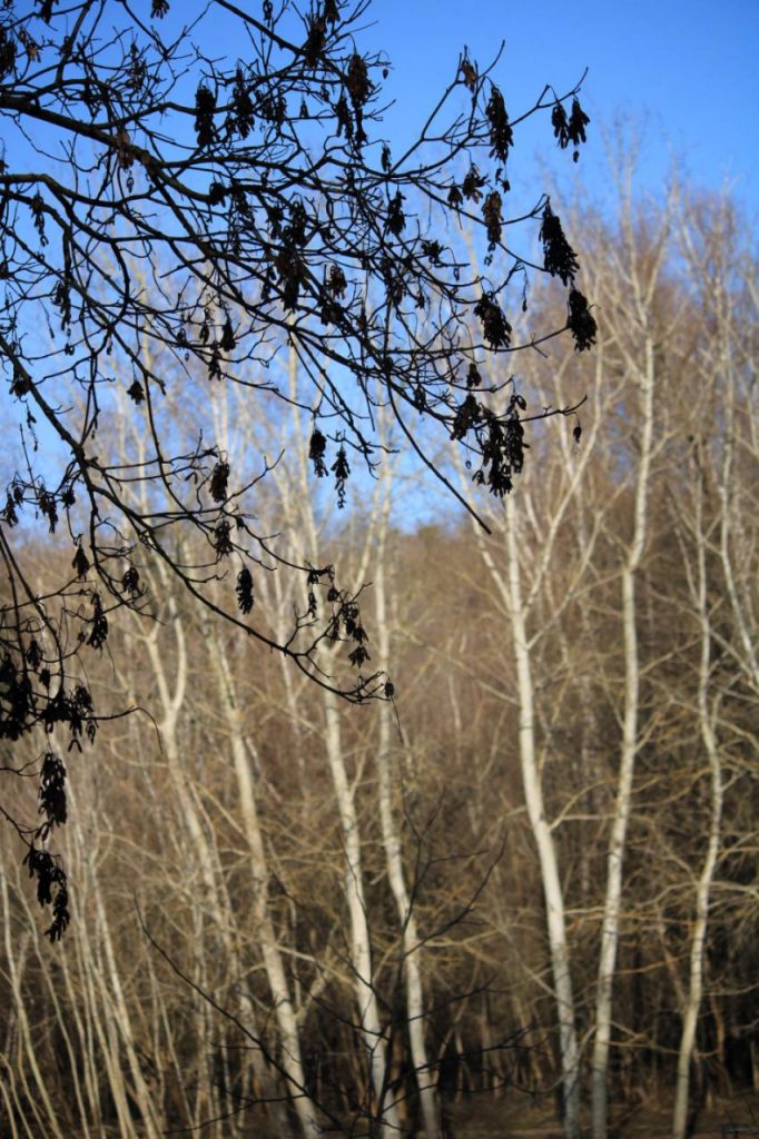 viber_image_2026-03-04_10-48-04-773-682x1024 Молдавская весна в объективе фотографа