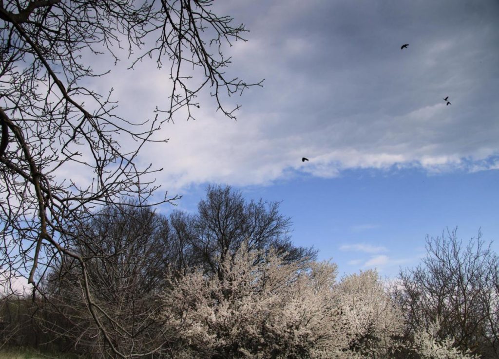 viber_image_2026-03-04_10-48-05-616-1024x738 Молдавская весна в объективе фотографа