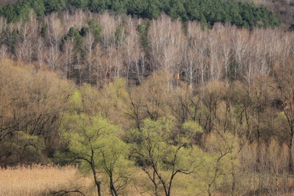 viber_image_2026-03-04_10-48-06-217-1024x683 Молдавская весна в объективе фотографа