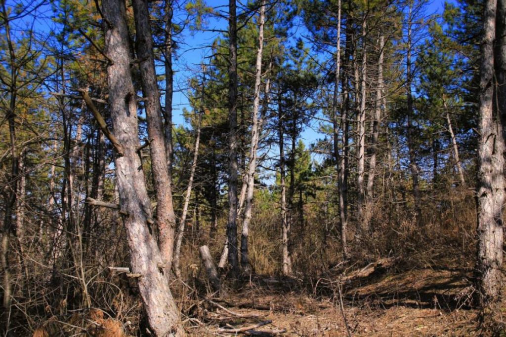 viber_image_2026-03-04_10-48-07-171-1024x683 Молдавская весна в объективе фотографа